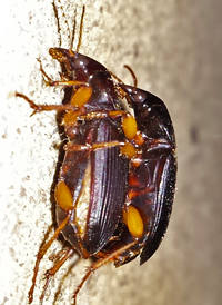 Synuchus impunctatus
